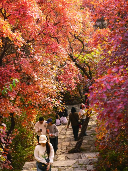 石门坊进入“红叶时间” 景区供图